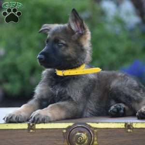 Lonnie, German Shepherd Puppy
